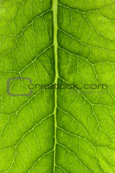 closeup detail of leaf