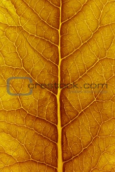 close up of delicate leaf pattern