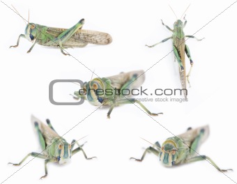Five isolated grasshoppers