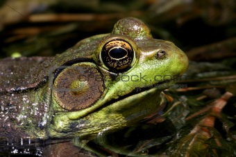 Green Frog In A Pond