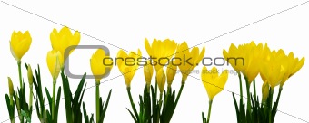 Yellow Crocus flowers