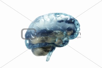 Human Brain
