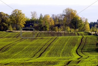 Winter crop field