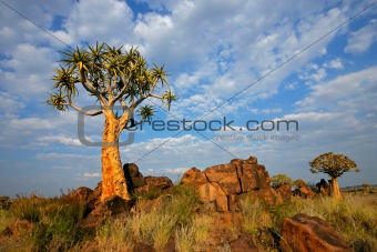 Quiver tree landscape