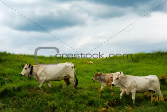 White cows
