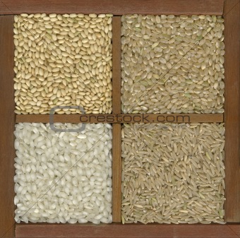 four rice grains in a box with dividers