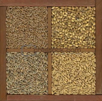 wheat, barley, oat and rye grain
