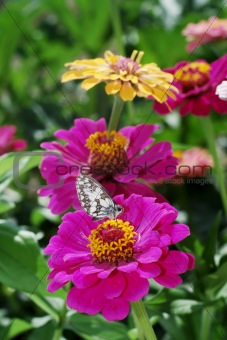 Butterfly on Zinnia flowers