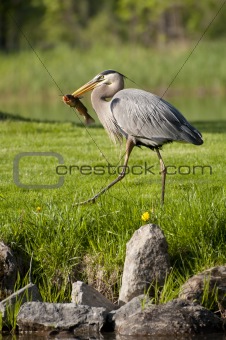 fishing heron walking