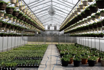 Inside a Small Greenhouse