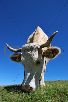 Cow