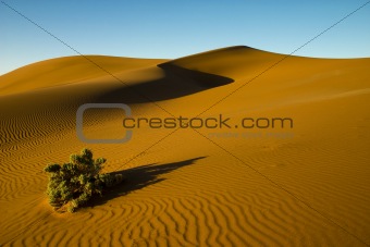 Desert bush