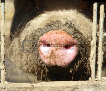 Pigs Snout in Sun