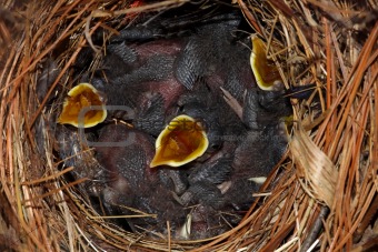 Hungry Baby Birds - House Wrens