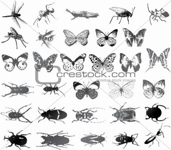 Various kind of insects
