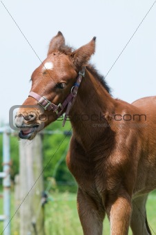 Cute 10 day old foal