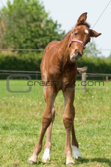 Cute 10 day old foal looking funny
