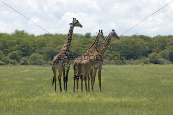 Giraffe in the grass