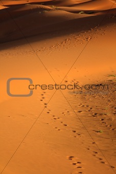 sunset at sand dunes