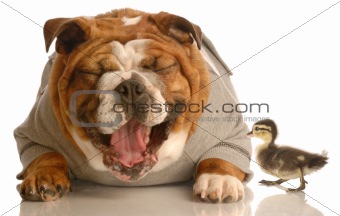 dog laughing at baby duck