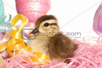easter duck