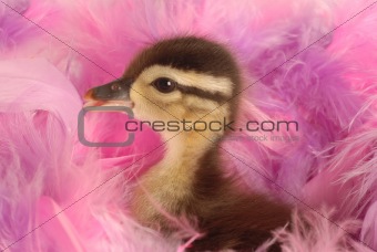 baby duck in pink feathers