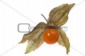 physalis fruit closeup isolated on white