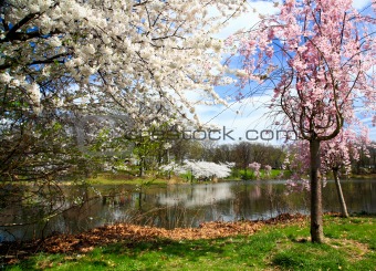 The Cherry Blossom Festival in New Jersey