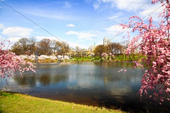 The Cherry Blossom Festival in New Jersey