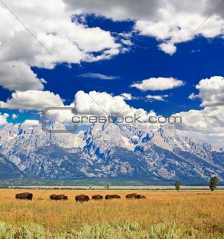Bisons in Grand Teton National Park