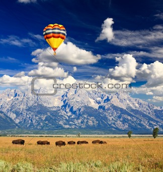 Bisons at the Antelope Flats in Grand Teton National Park