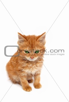 Evil Ginger Kitten