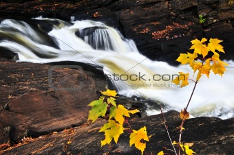 Forest river in the fall