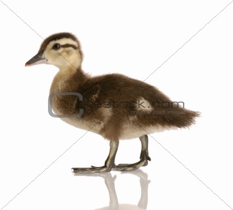 mallard duck baby