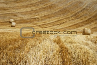 Straw field texture