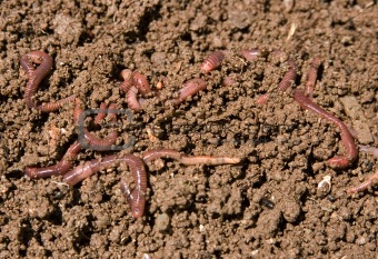 composting garden worms