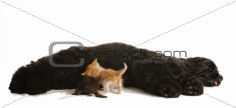dog nursing orphaned kittens