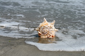 A beautiful giant seashell
