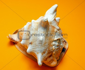 a seashell
