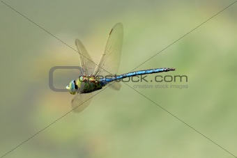 Hovering dragonfly