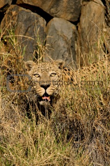 Male leopard