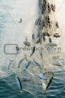 fishig net full of fishes