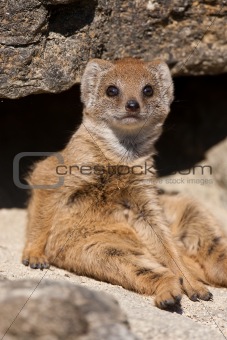 Baby Mongoose sitting on a rock
