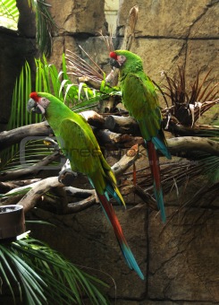 Two green parrots