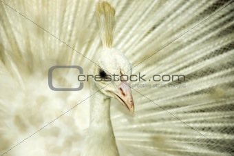 White peacock. 