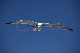seagull4
