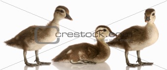 baby mallard ducks