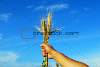 Grain And Hand
