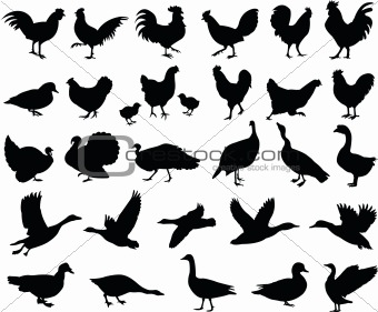 poultry silhouettes
