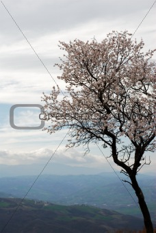 Pale pink almond bloom on a grey spring sky              